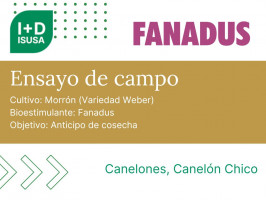 Fanadus - Morrón - Canelón Chico