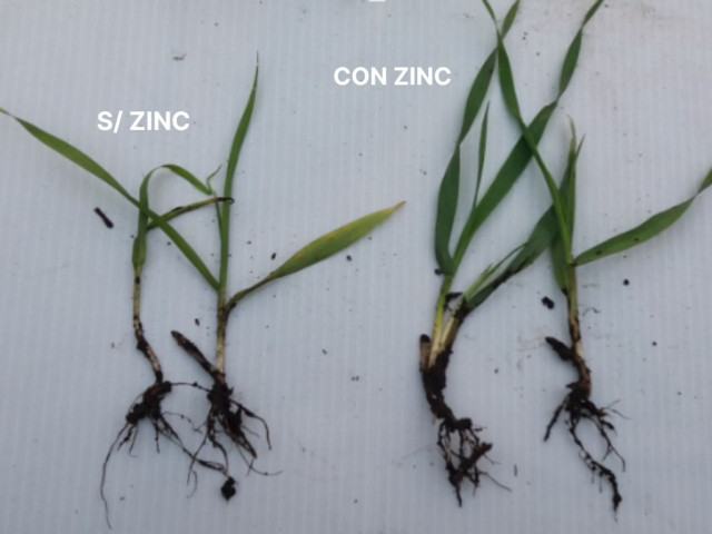 Deficiencia de Zinc