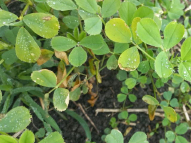 Alfalfa deficiencia de Boro